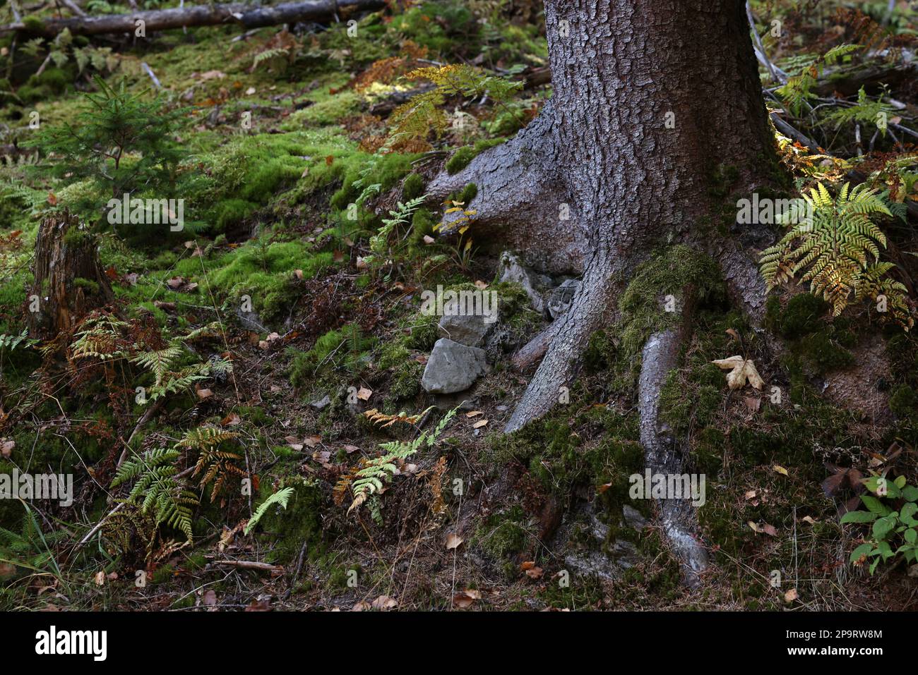 Junge Pflanzen und Moos, die in der Nähe von Bäumen im Wald wachsen Stockfoto