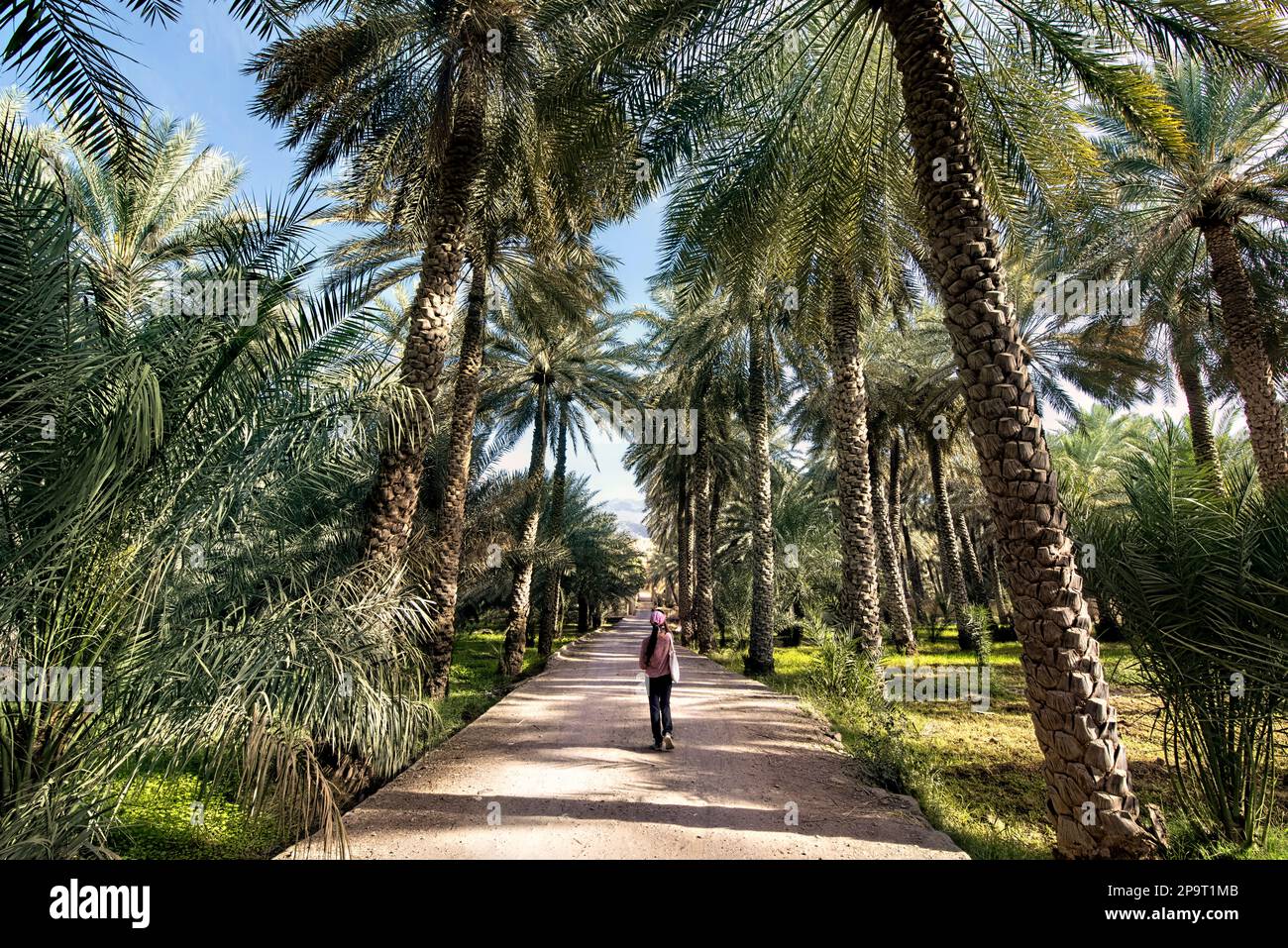 Dattelpalmen und Garten, Al Hamra, Oman Stockfoto