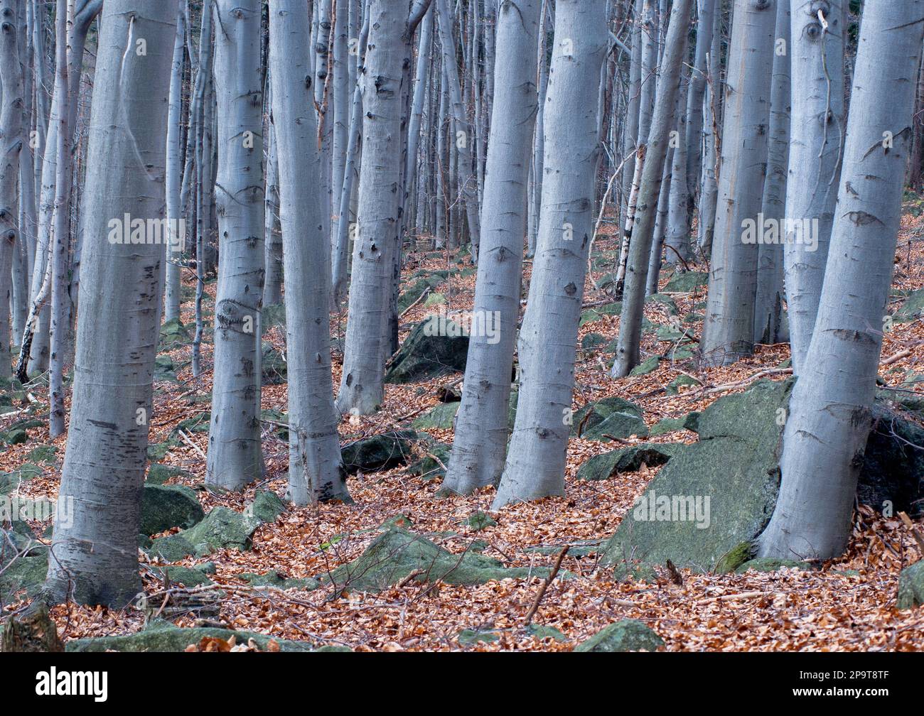 Buchenwald-Baum im Herbst Stockfoto