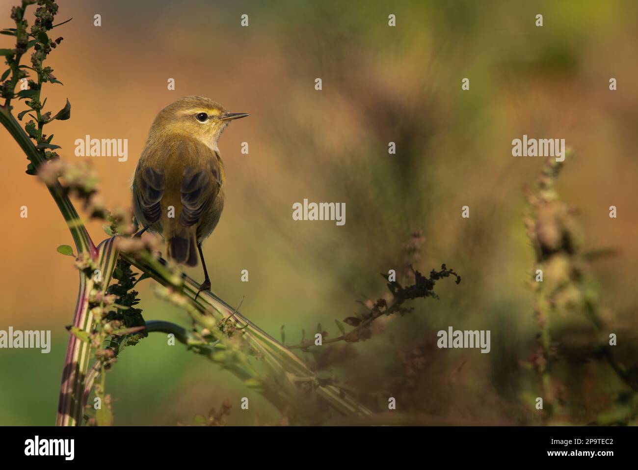 Gemeiner Chiffchaff (Phylloscopus collybita) im Frühling in Unterwuchs auf Wildpflanzen. Portugal Stockfoto