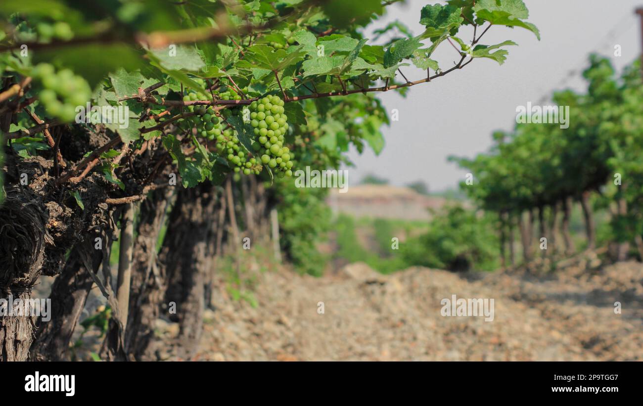 Ein Haufen grüner und schwarzer Trauben und Weinreben im Weingut mit Sonnenaufgang bei Sonnenuntergang, Maharashtra Stockfoto