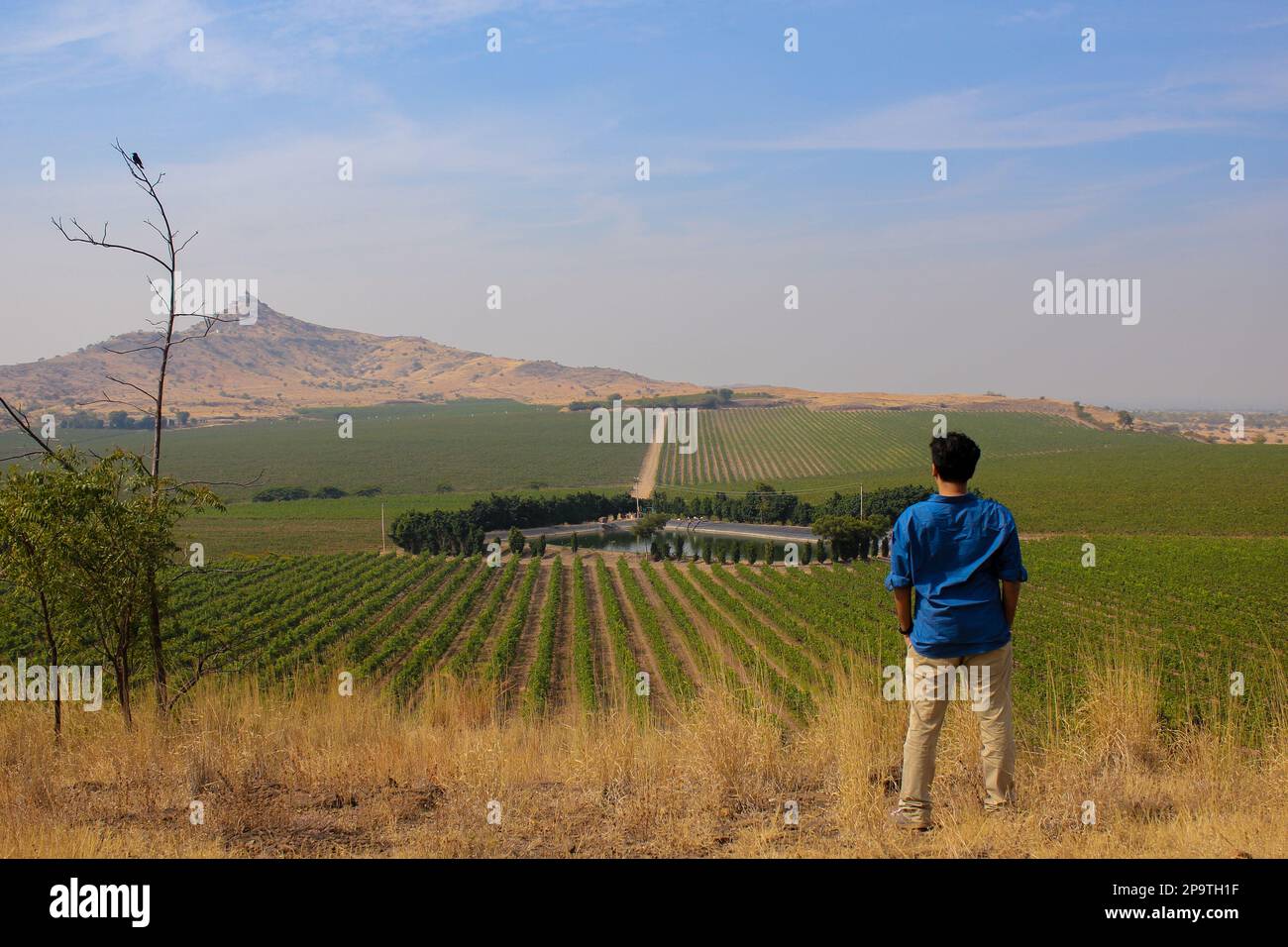 Ein einsamer Mann steht auf dem malerischen Weinberg mit Blick auf das riesige Weinanbaugebiet. Stockfoto