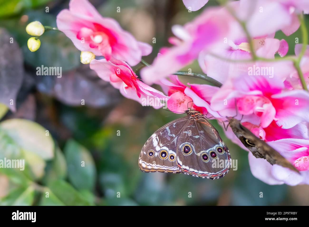 Blauer Morpho-Schmetterling (Morpho) auf einer Mottenorchideenblume. Stockfoto