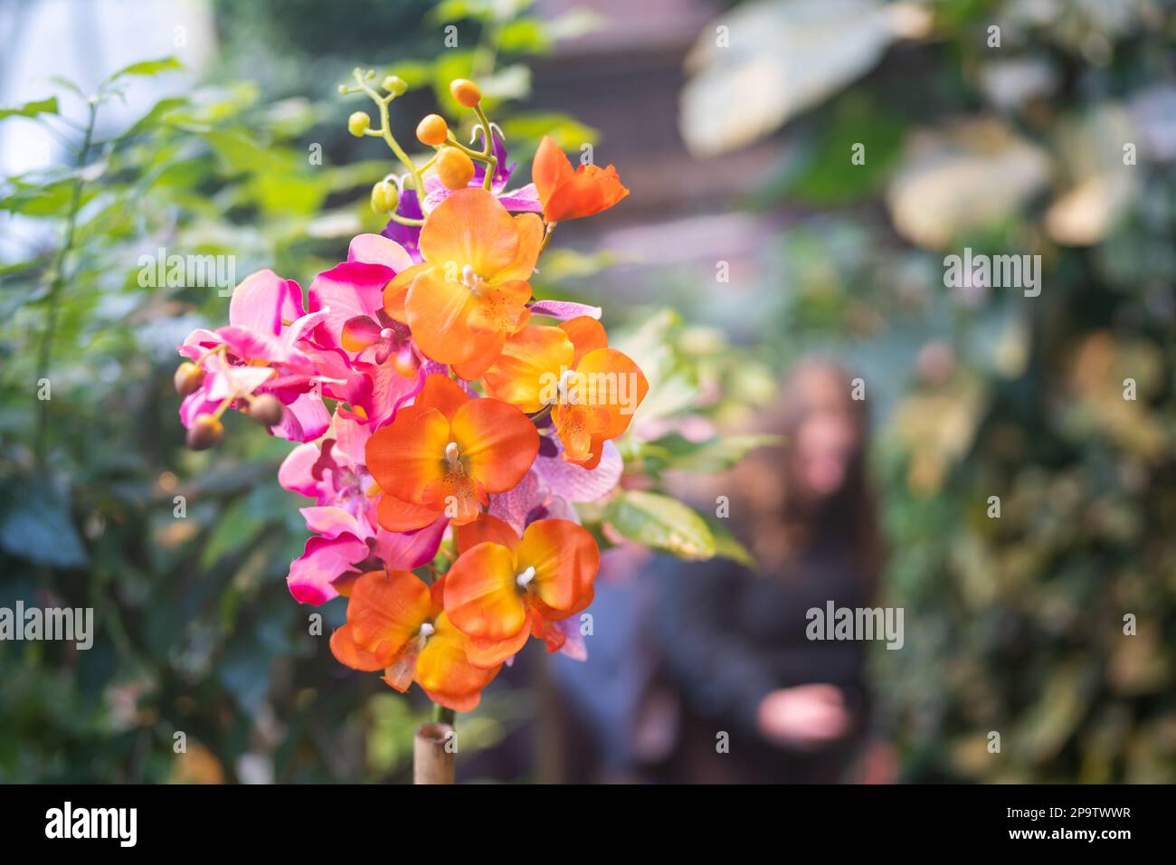 Phalaenopsis orange und rosa Blumen blühen im Wintergarten. Stockfoto