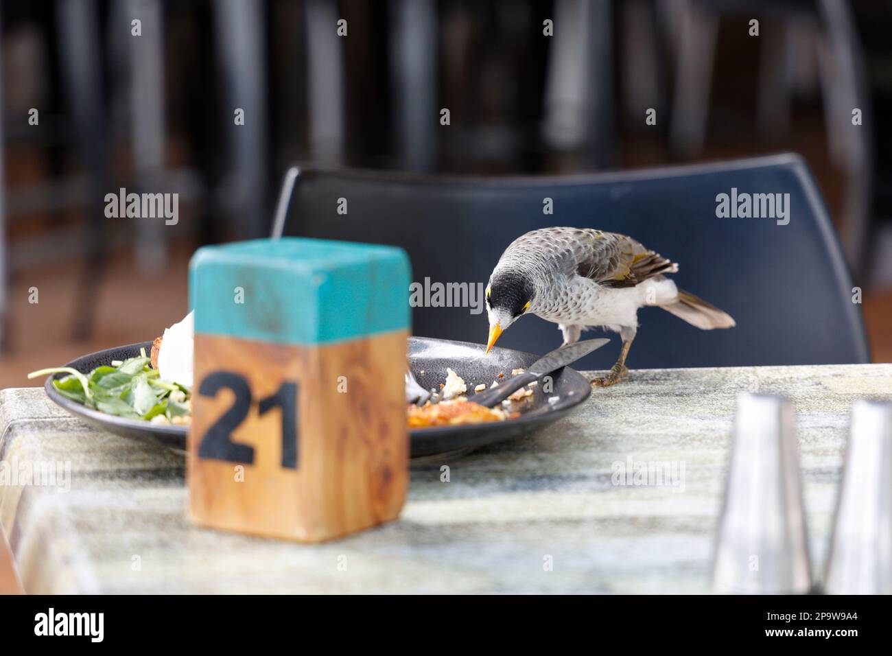 Australian Noisy Miner Bird (Manorina melanocephala) nimmt Essen von Restaurantteller in Torquay, Hervey Bay, Queensland, Australien Stockfoto