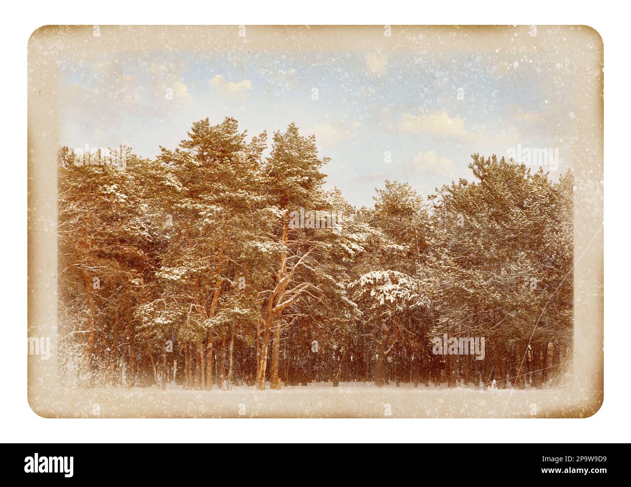 Altes Papierfoto. Malerischer Blick auf den wunderschönen, schneebedeckten Wald Stockfoto