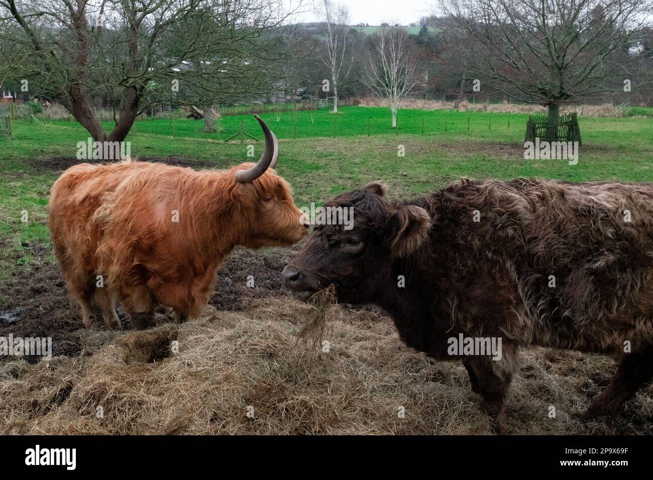 Highland-Kühe in Eynsdord, Kent, Vereinigtes Königreich Stockfoto