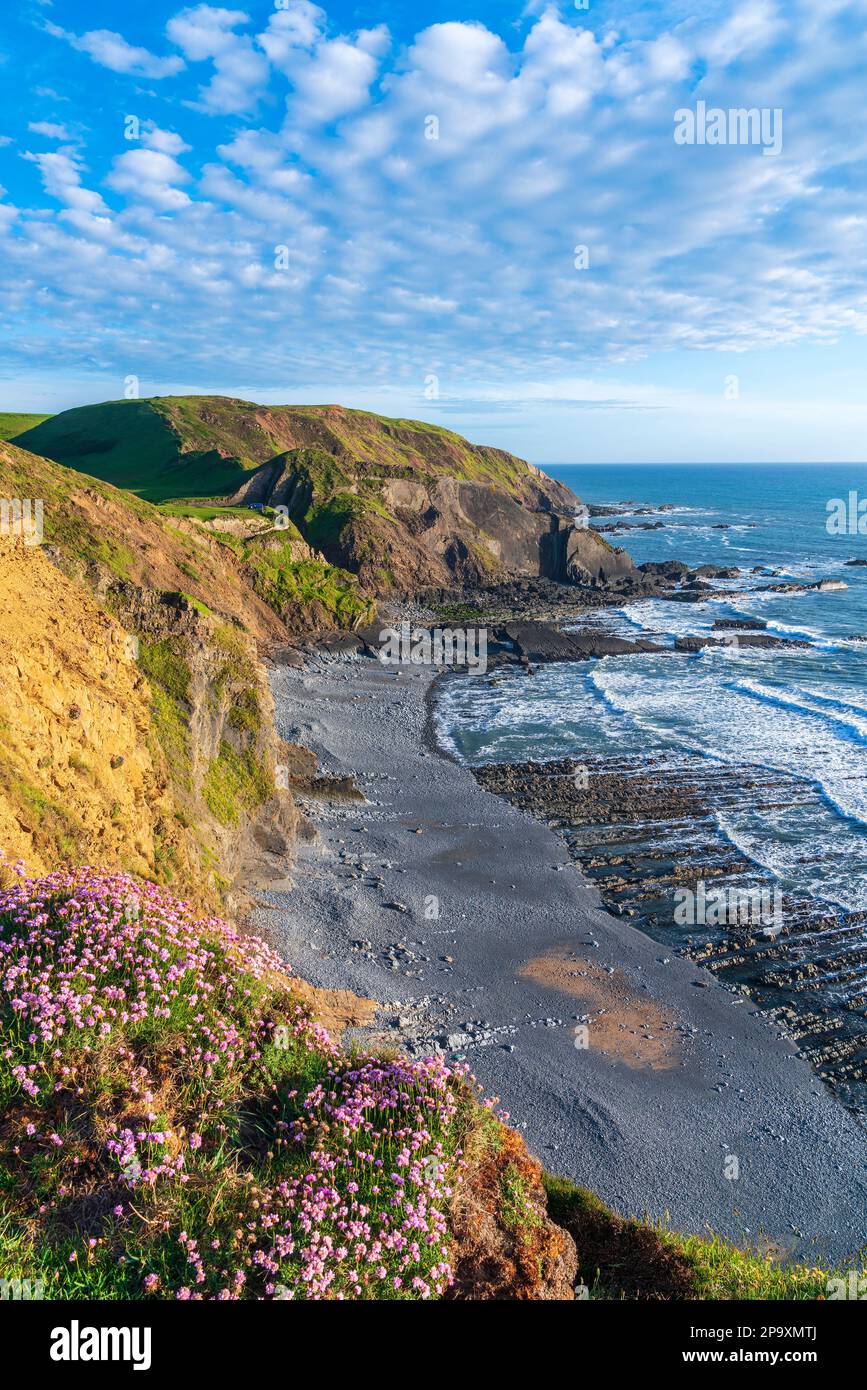 Hartland Quay, Devon, England, Vereinigtes Königreich, Europa Stockfoto