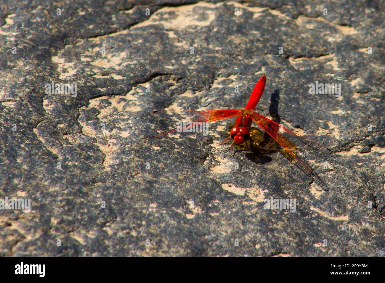 Ein leuchtend roter, männlicher Tropfenflügel, Trithemis Arteriosa, hoch oben auf einem Felsen neben einem Fluss im Kruger-Nationalpark, Südafrika. Stockfoto