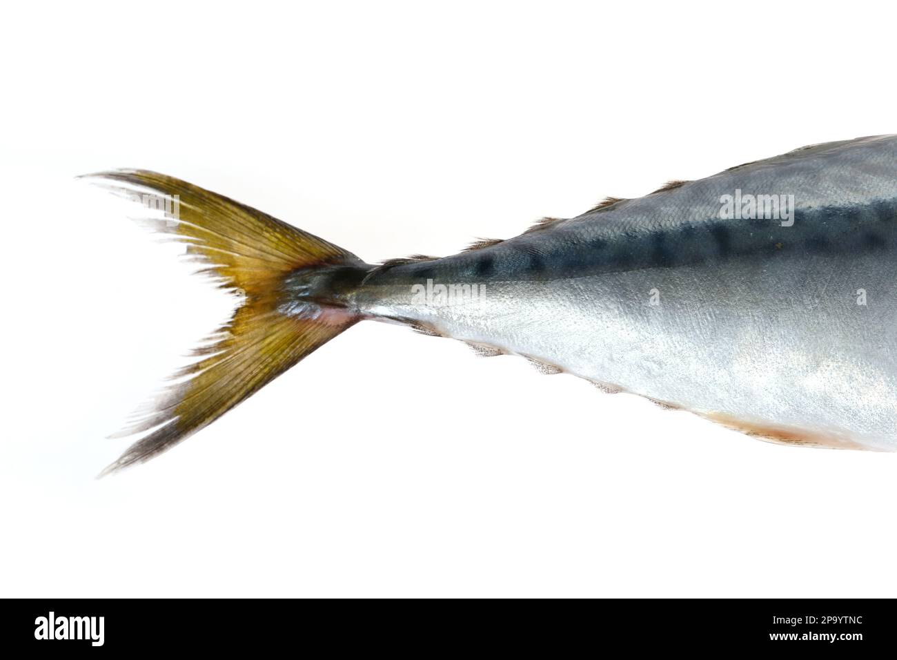 Die Fische auf weißem Hintergrund wachsen im Wasser der spanischen Makrele Stockfoto