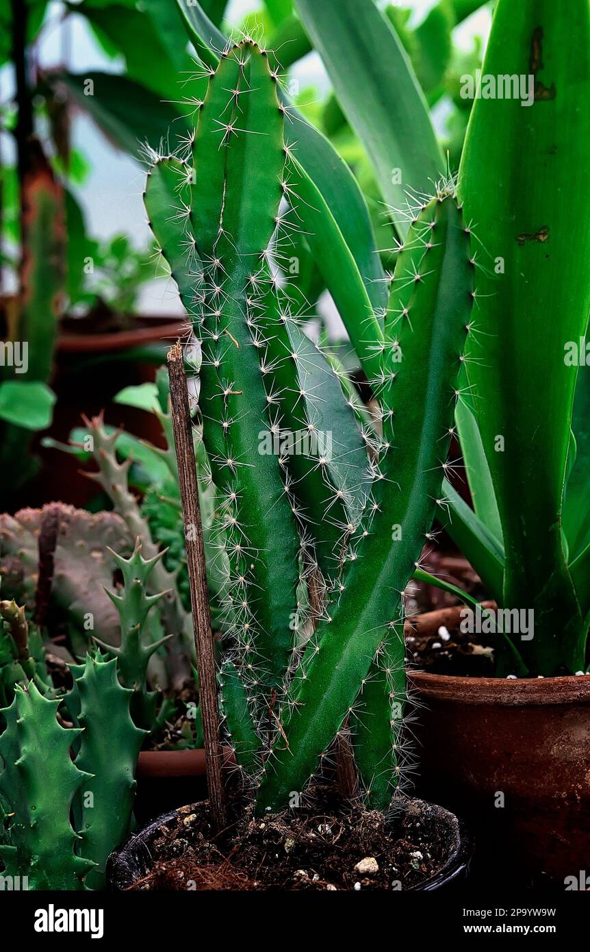 kaktus gwiazda szeryfa Stapelia Hirsuta (Gwiazda szeryfa) – Secret Garden Plant Shop