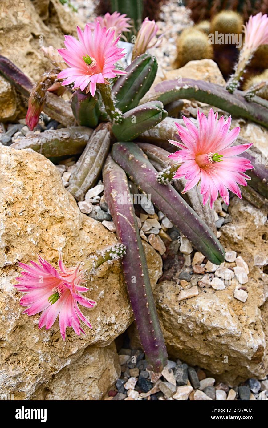 Echinocereus scheeri subsp. Gentryi, Kakteen. Saftige Pflanze, Kaktus,  hngende Pflanze, violette Blumen Stockfotografie - Alamy