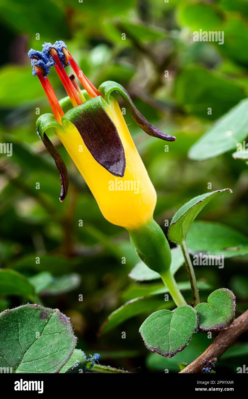 Creeping fuchsia (Fuchsia procumbens), Onagraceae. Neuseeländischer kleiner Strauß, auch Kletterfuchsie oder zurücklaufende Fuchsie genannt. Gelbe Blume. Stockfoto
