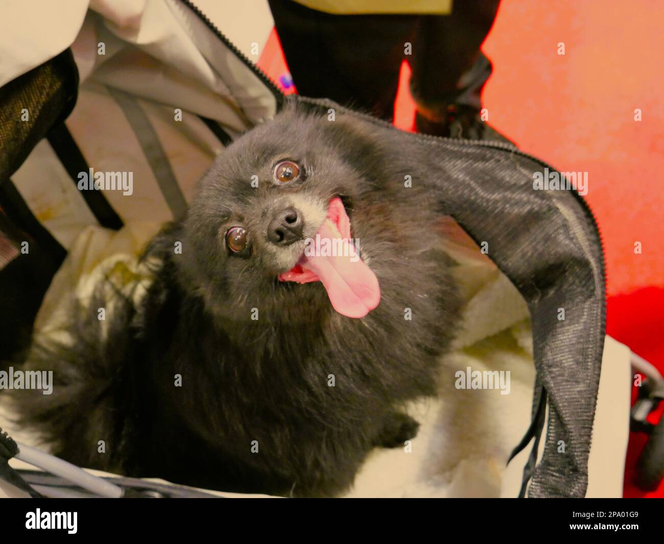 CRUFTS 2023 Birmingham UK Stockfoto