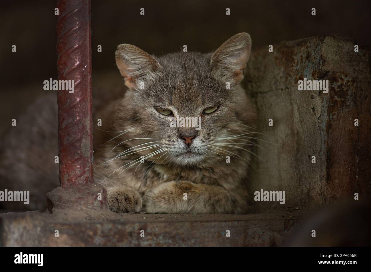 Schutz von streunenden, aufgegebenen Tieren. Obdachlose, schmerzhafte, verletzte, dreckige, unglückliche Katze auf der Straße der Stadt. Eine tierärztliche Behandlung erfordert Stockfoto