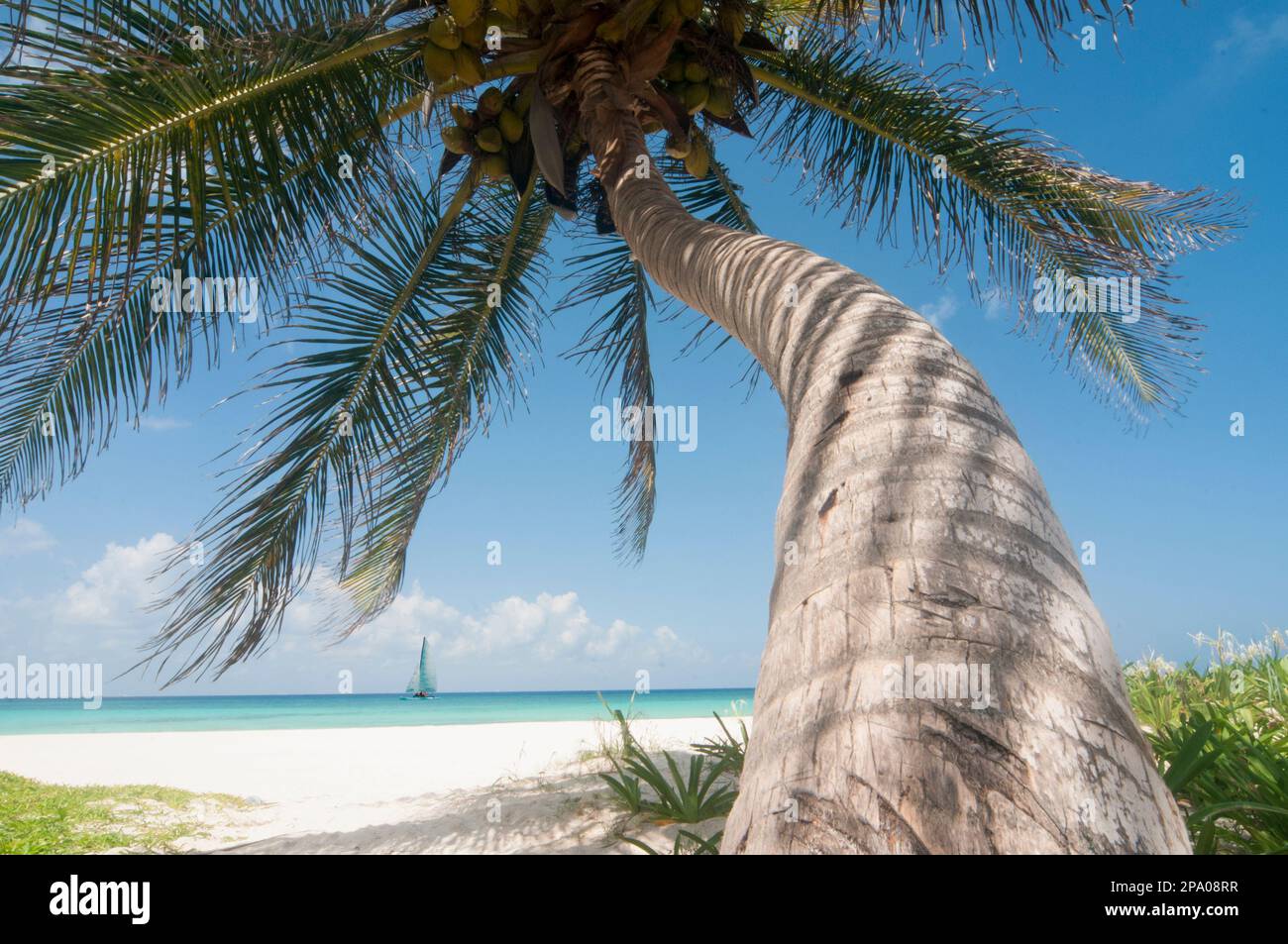 Kokospalme an einem verlassenen tropischen weißen Sandstrand mit einem Segelboot am Horizont der Karibik Stockfoto