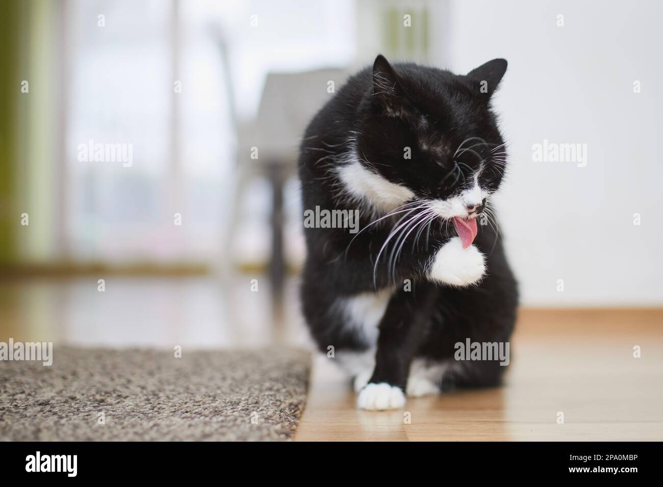 Haustier. Die süße schwarze Katze leckt zu Hause die Pfote auf dem Boden. Stockfoto