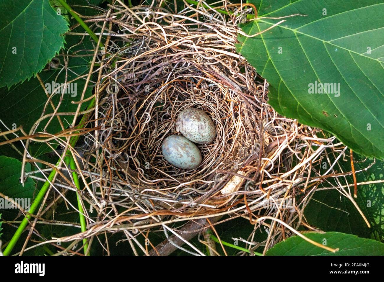 Zwei Kardinaleier, blau mit braunen Flecken, ruhten in einem Nest. Die Eier und das Nest sind fast von grünen Blättern verborgen. Stockfoto