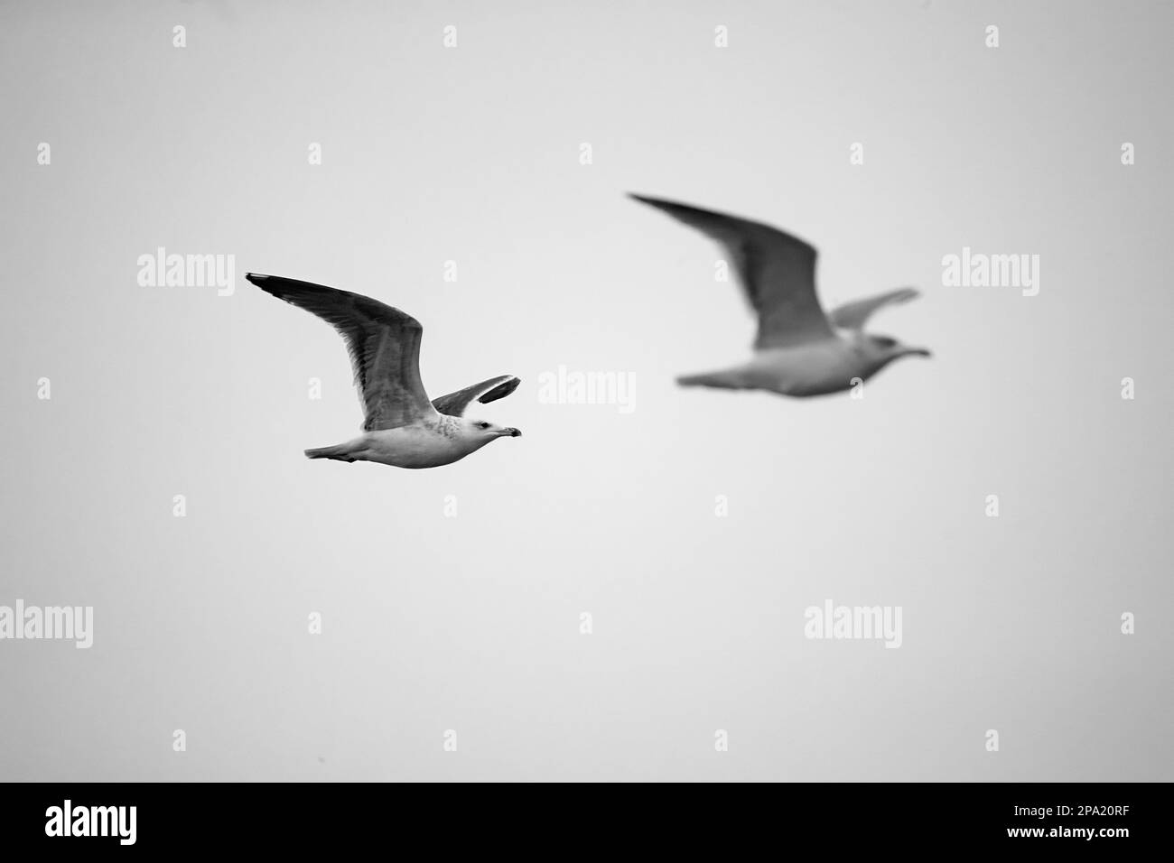 Fliegende junge Heringsmull. Norwegen Stockfoto