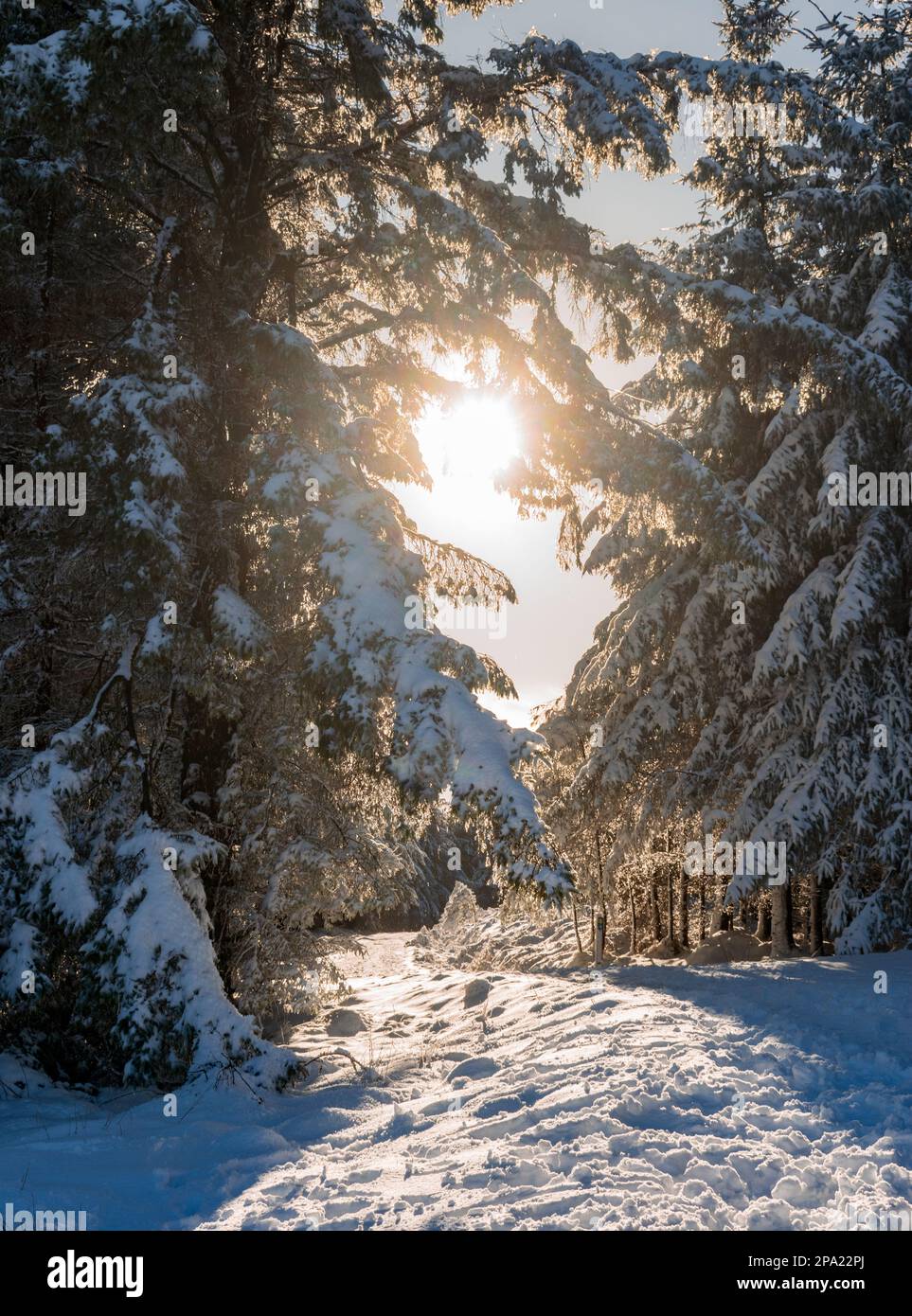 Auf dem winterlichen Hellfire Trail scheint die Sonne im März durch die Bäume Stockfoto
