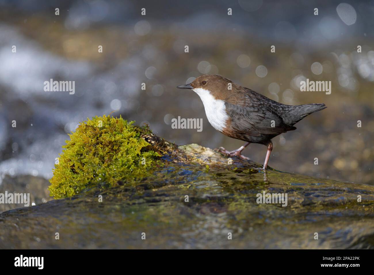 Weißkehlkopftaucher (Cinclus cinclus), auf einem Mossenstein im Wasser, Biosphärenreservat, Schwäbische Alb, Baden-Württemberg, Deutschland Stockfoto