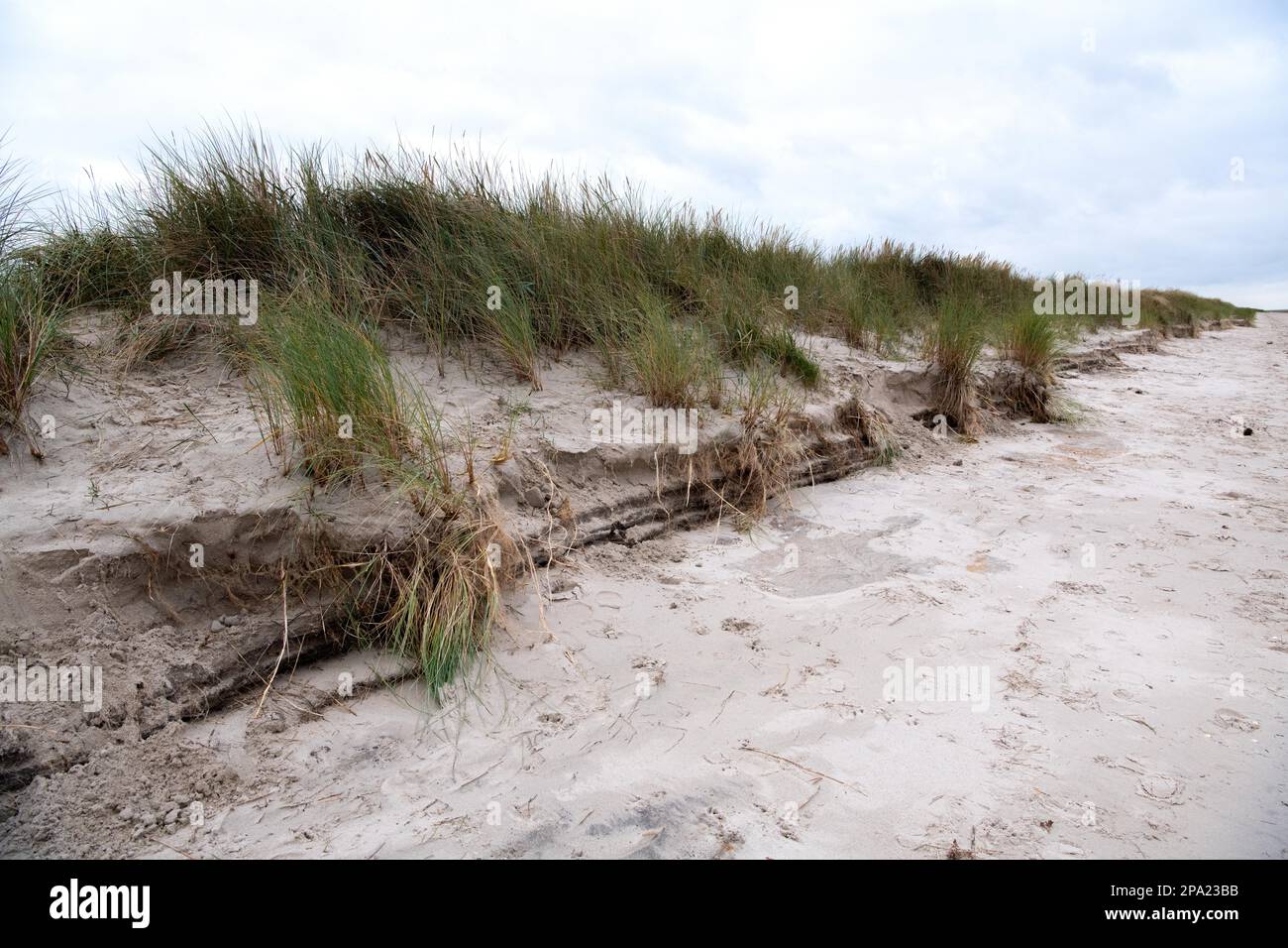 Natürlicher Strand im Herbst, Erosion bricht an der Düne mit sichtbar sichtbaren Wurzeln der Strandvegetation ab, Niedersachsen Wadden Sea National Park Stockfoto