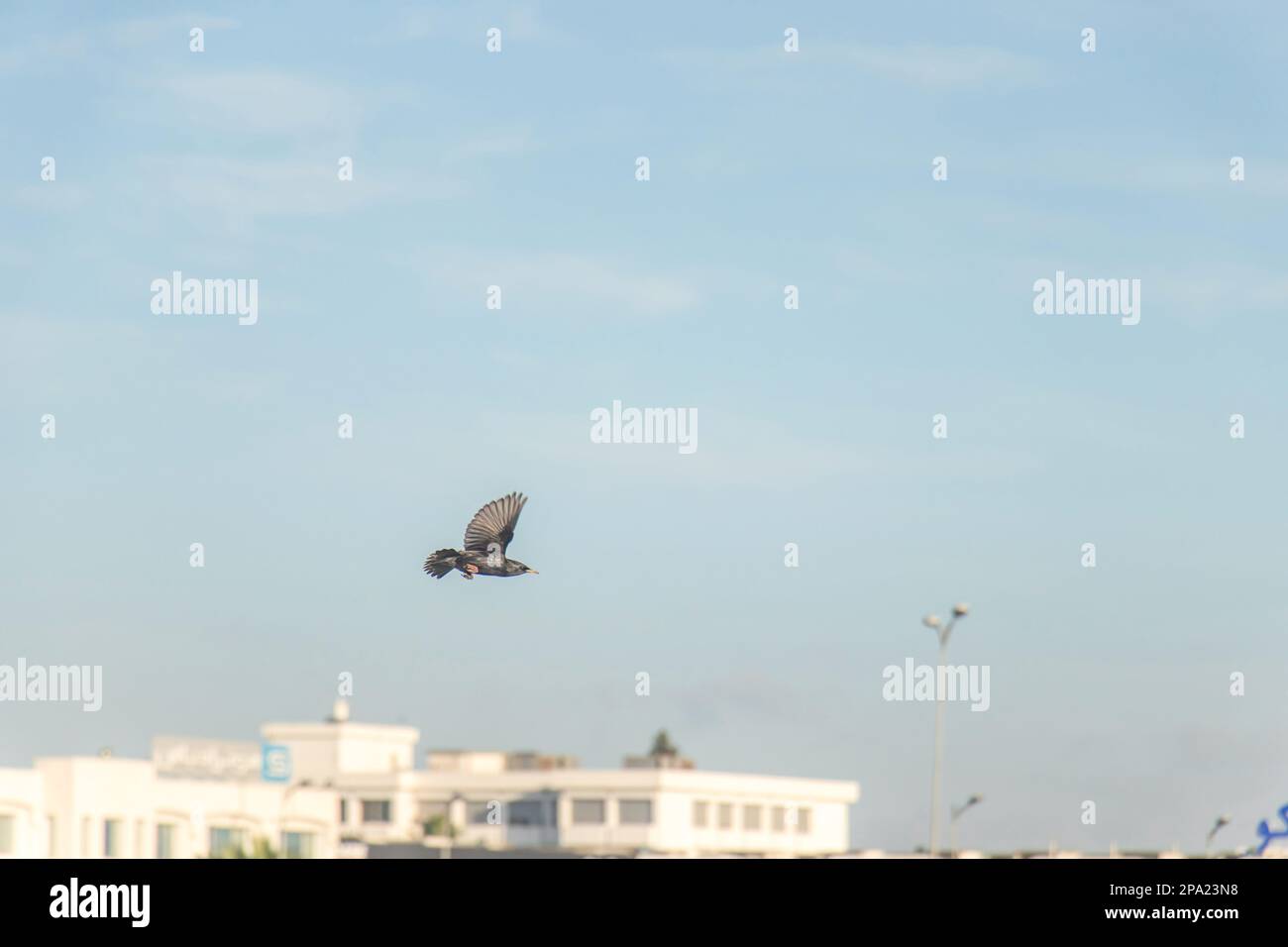 Europäischer Star (Sturnus vulgaris) im Flug durch einen blauen Himmel Stockfoto