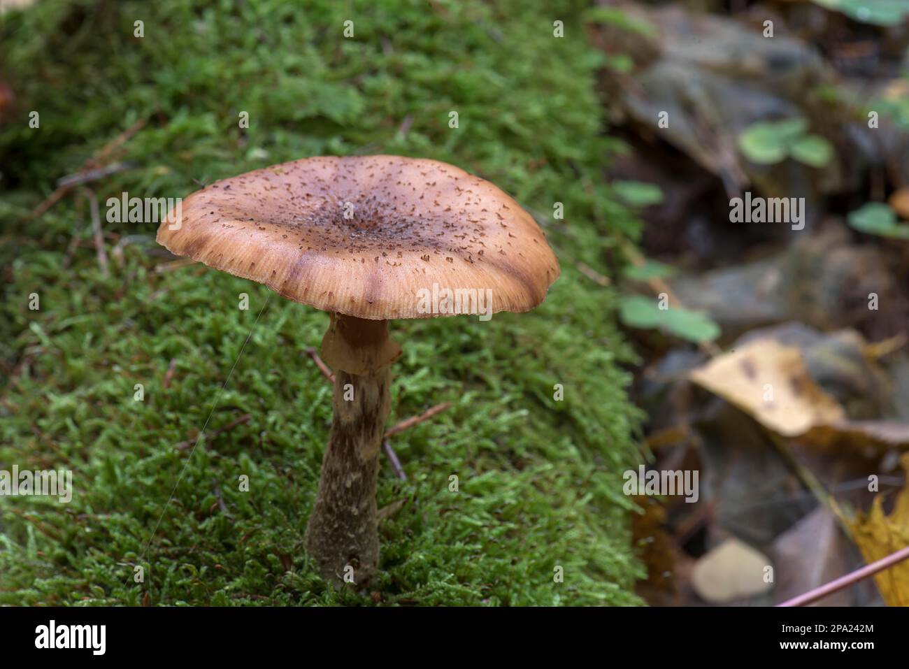 Mutierbarer Hallimasch (Armillaria gallica) im Mischwald Bayern Stockfoto