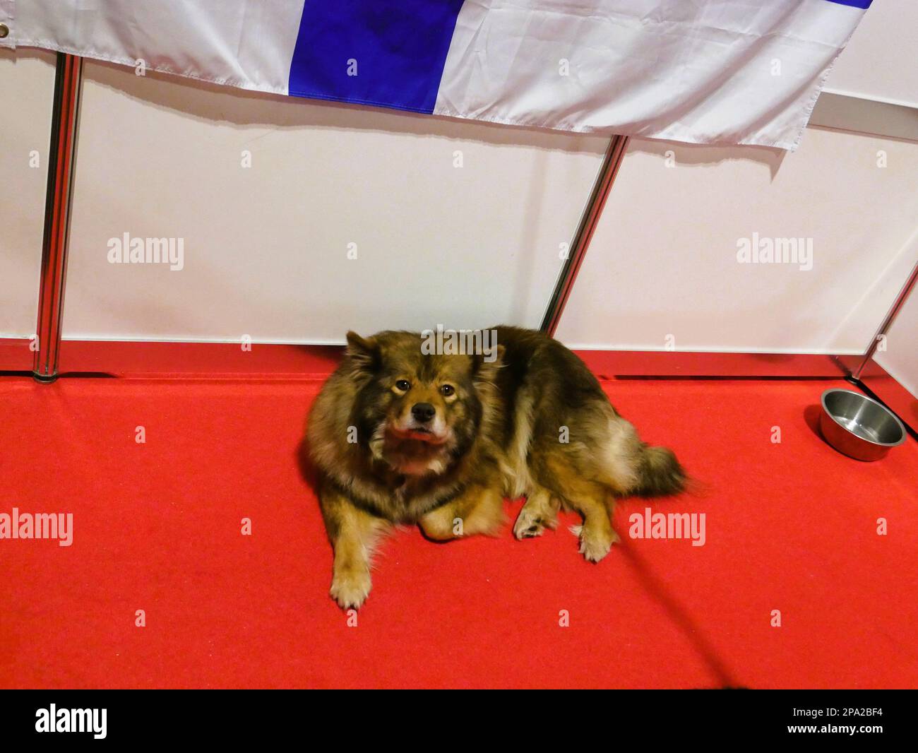 CRUFTS 2023 Birmingham UK Stockfoto