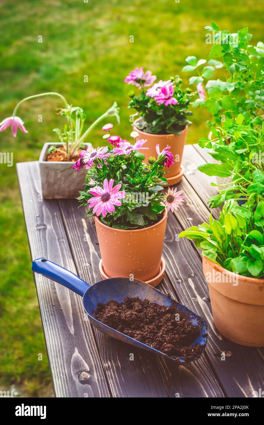 Topfblumen, Pflanzen und Kräuter im Garten, auf dem Balkon oder auf dem Dach Stockfotografie