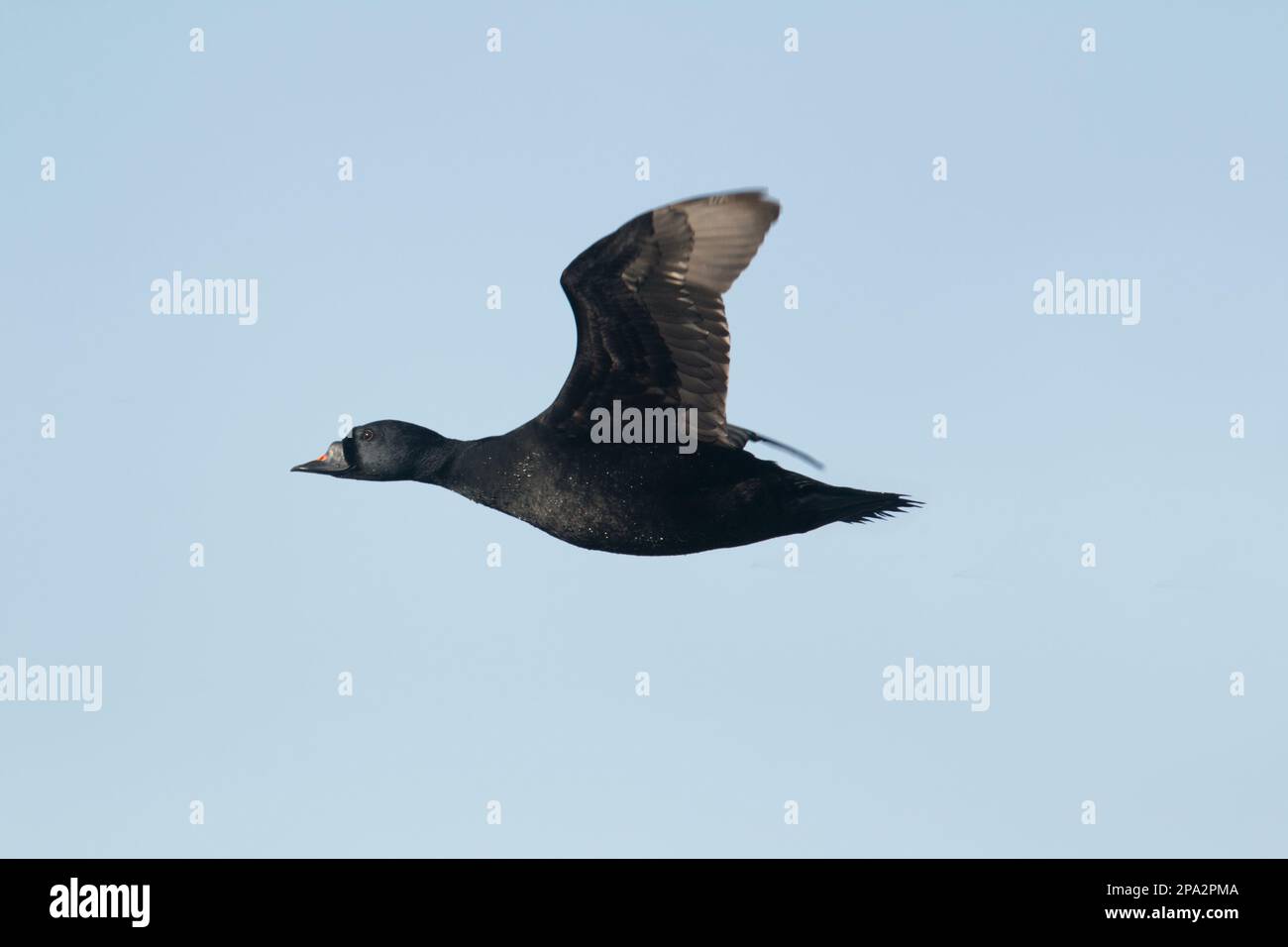 Scooter (Melanitta nigra), Scooter, Enten, Gänse, Tiere, Vögel, gemeiner Scoter männlich, im Flug, Island Stockfoto