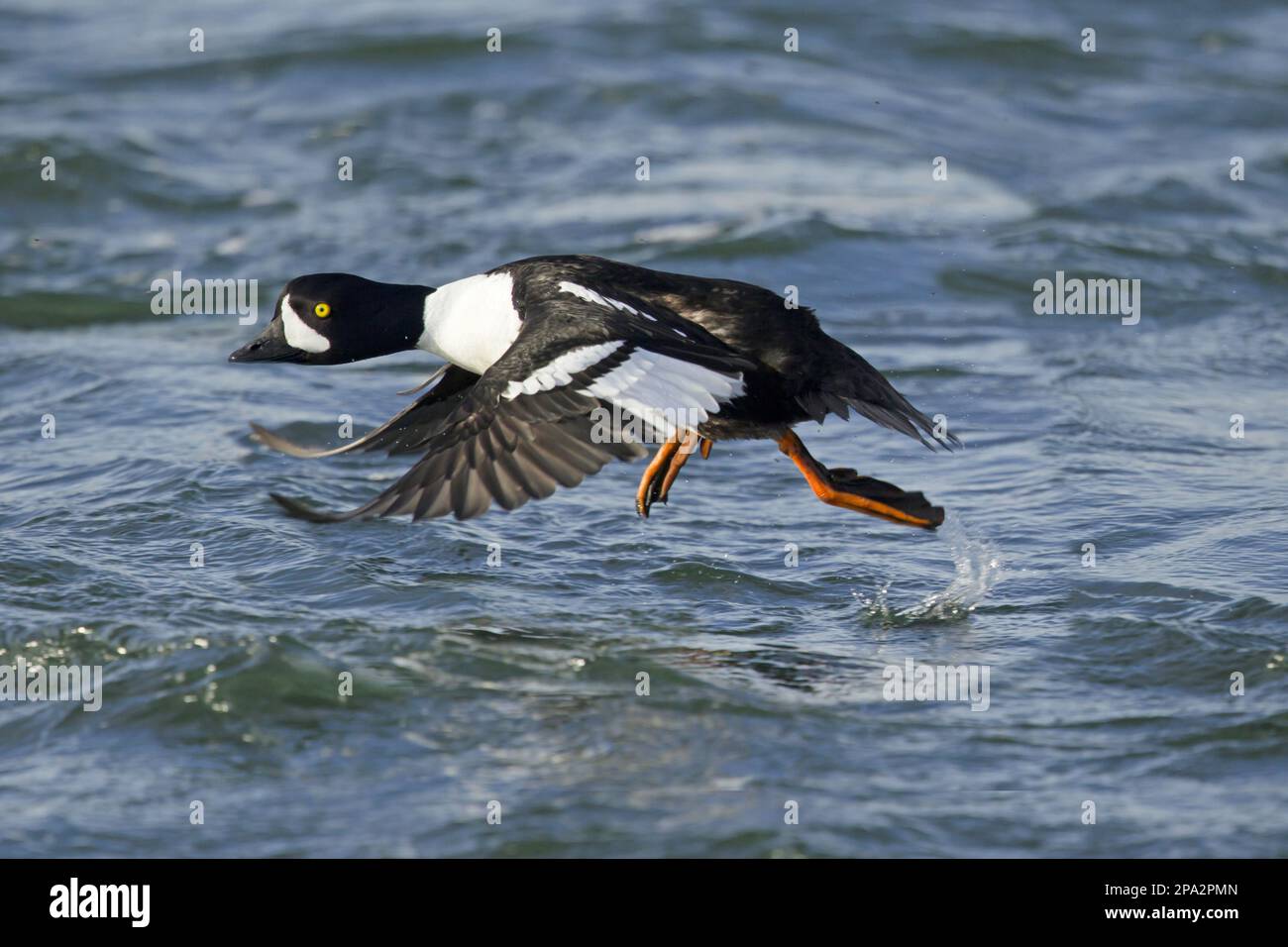 Barrow's Barrow Goldeneye (Bucephala islandica), männlicher Erwachsener, Zuchtfeder, Heben aus dem Wasser, Island Stockfoto