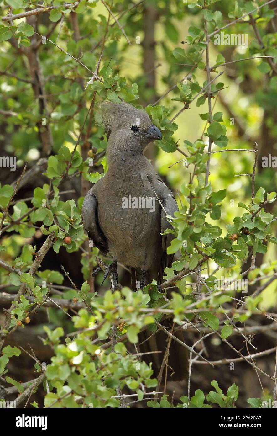 Grauer Gehen-Vogel, Graue Gehen-Vogel (Corythaixoides concolor), Graue Gehen-Vogel, Tiere, Vögel, Kuckuckuckvögel, Grauer Gehen-Vogel Erwachsener, hoch oben Stockfoto