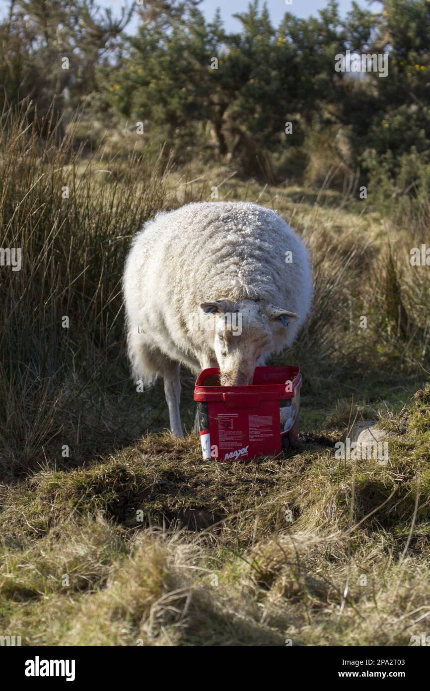 Hausschafe, Heimtiere, Huftiere, Nutztiere, Klauen, Säugetiere, Tiere, Schafe, die Mineralfutter verwenden Stockfoto