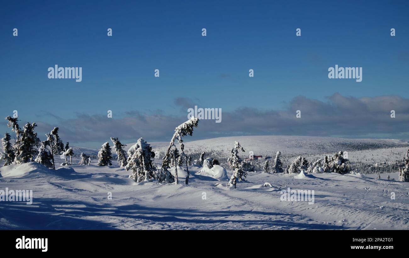 Gruppe von Nadelbäumen auf dem schneebedeckten, flachen Berggipfel. Stockfoto