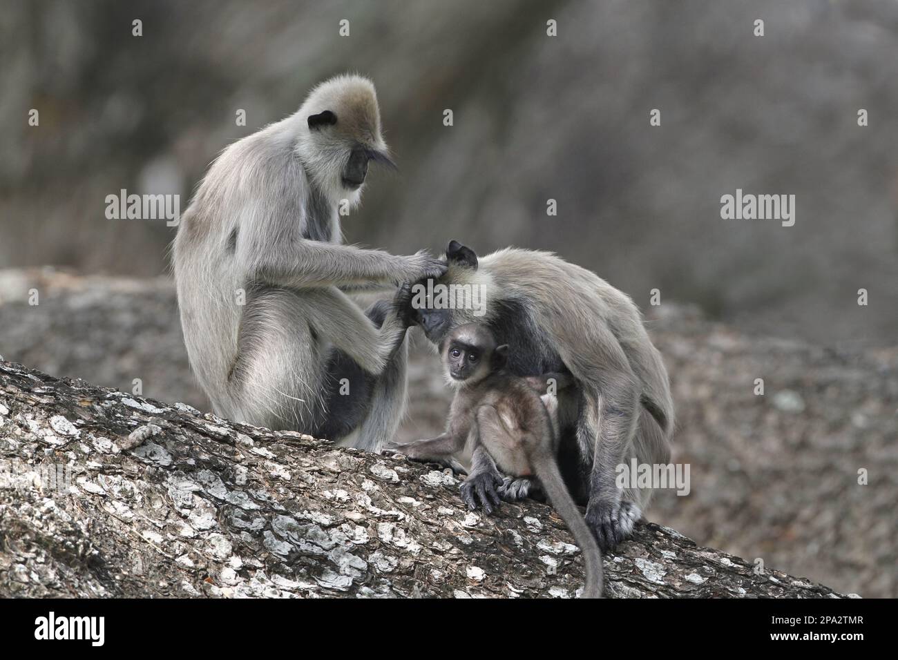 Tufted Grey Langur (Semnopithecus priam Thersites), zwei Erwachsene Frauen und Baby, gegenseitige Pflege, auf einem Baum sitzend, Sri Lanka Stockfoto