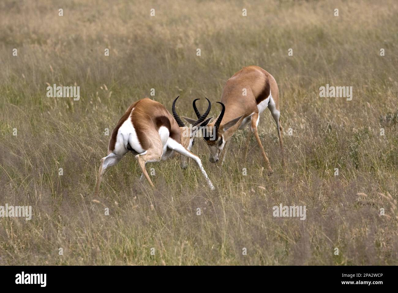 Springbok, Springbok, Antilope, Huftiere, Säugetiere, Tiere, zwei Springbock-Kämpfe, Botswana Stockfoto