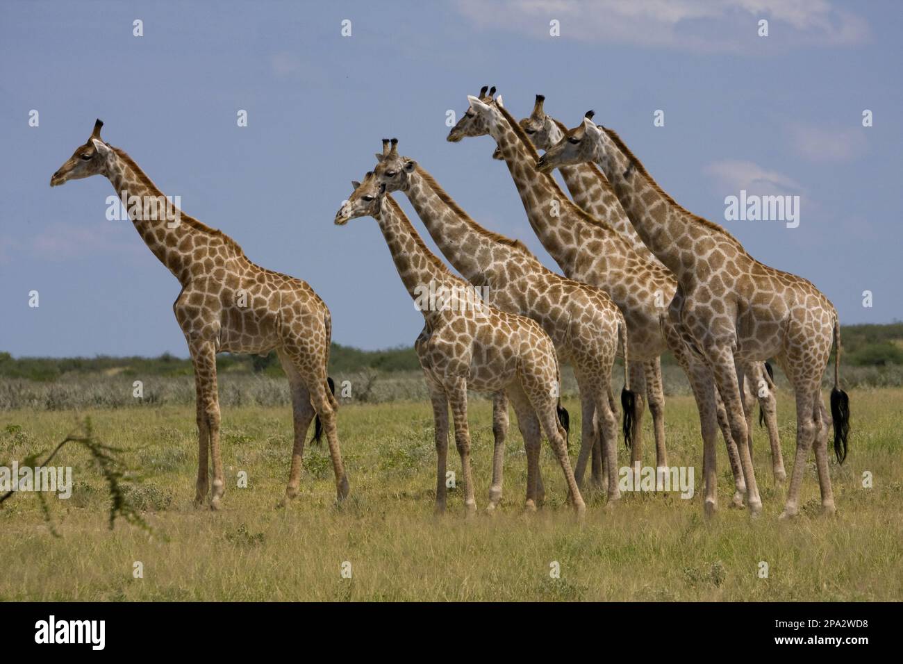 Giraffen, Huftiere, Huftiere mit geraden Zehen, Säugetiere, Tiere, Herde afrikanischer Giraffen Stockfoto