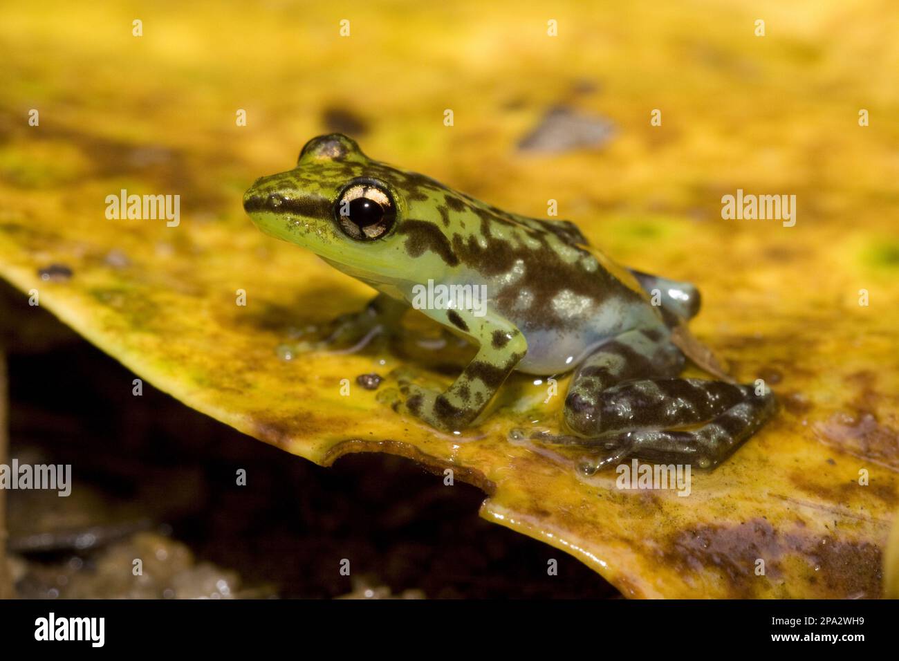 Baumfrosch, Guibemantis Pulcher, in der Nähe von Andasibe, Madagaskar Stockfoto