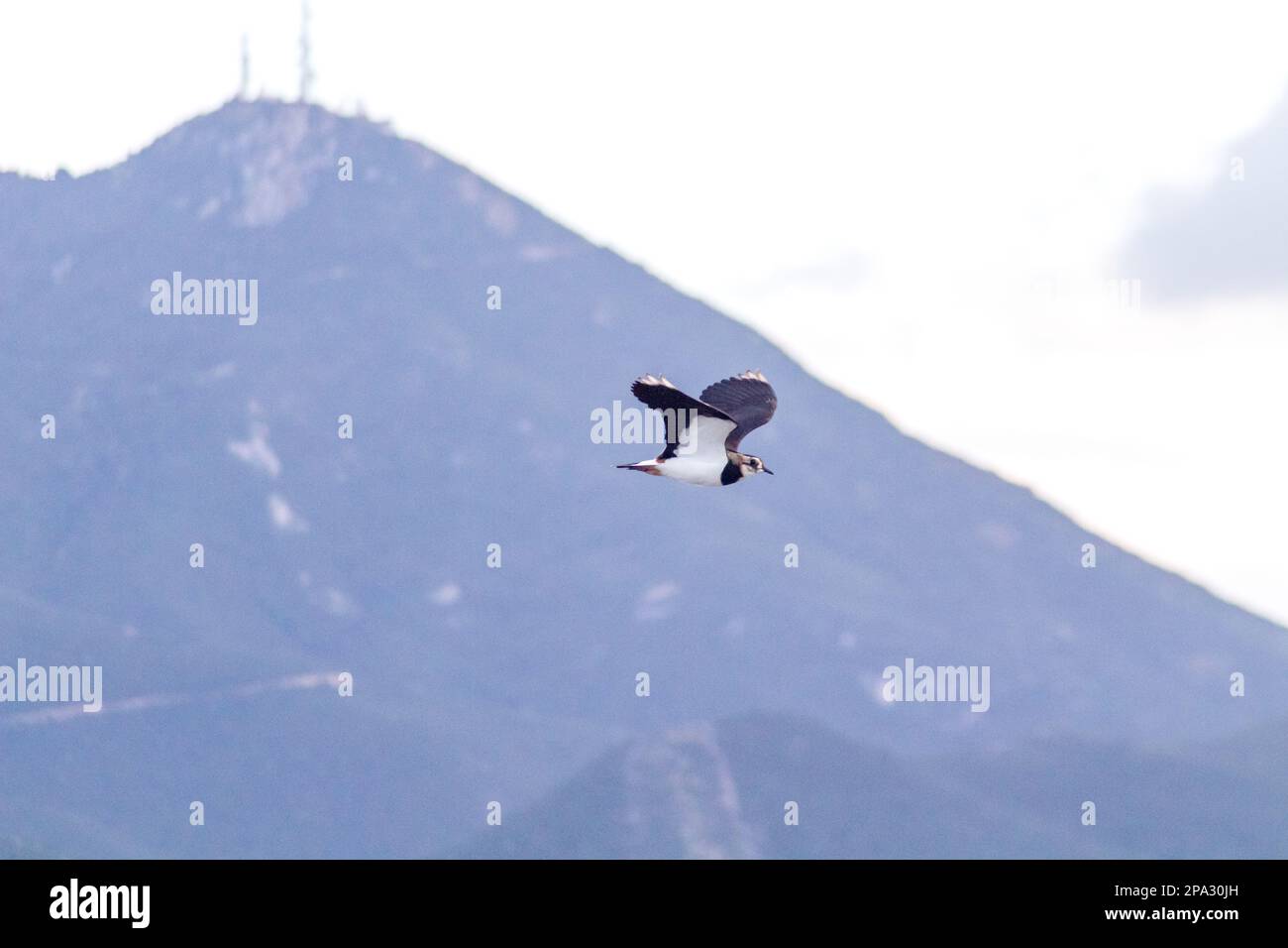 Europäischer Nordlappland oder Grünpfeifer (Vanellus vanellus) im Flug. Stockfoto