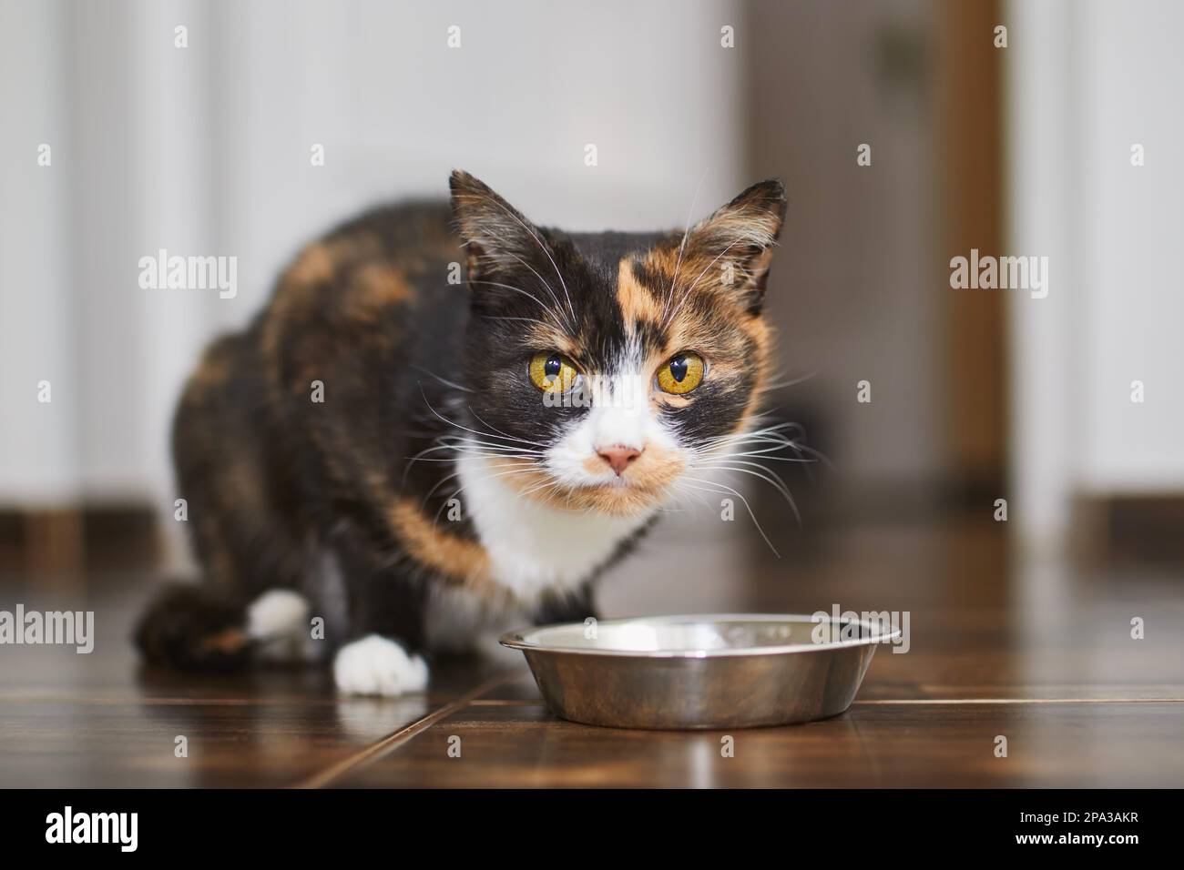 Süße braune Katze, die zu Hause aus einer Metallschüssel isst. Haustier. Stockfoto