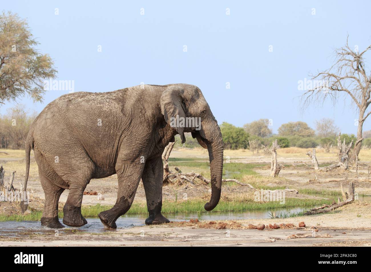 Elefant, Loxodonta africana, Kreuzung von links nach rechts. Hinter wilden Tieren befindet sich afrikanisches Buschland. Okavango Delta, Botsuana, Afrika Stockfoto