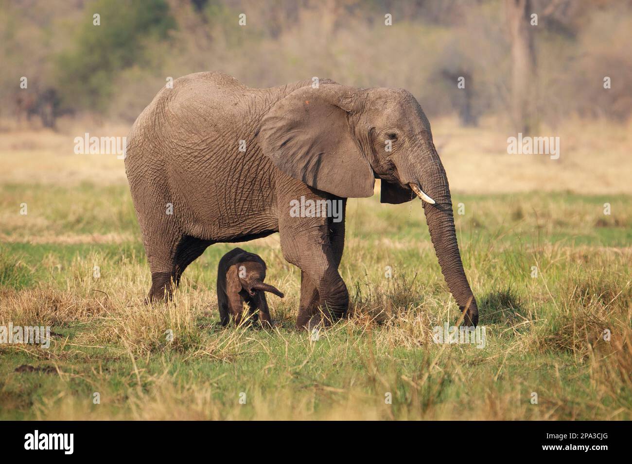 Elefant, Loxodonta africana, Baby unter der Mutter, Elefantenkuh, die zusammen in Savanne steht. Okavango Delta, Botsuana, Afrika Stockfoto