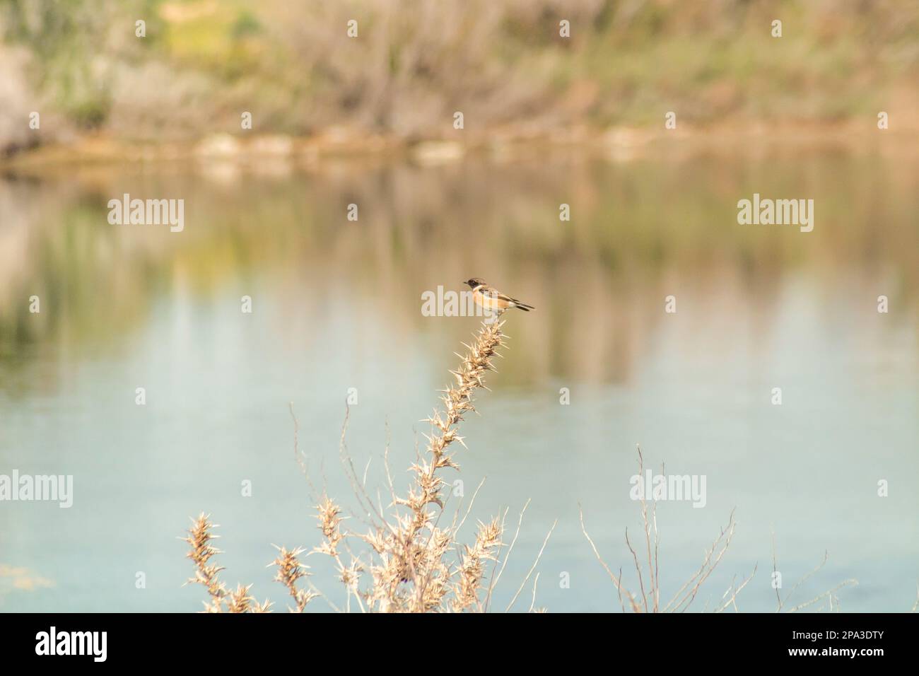 Whinchat hockte auf der Acacia-Filiale vor dem verschwommenen See Stockfoto