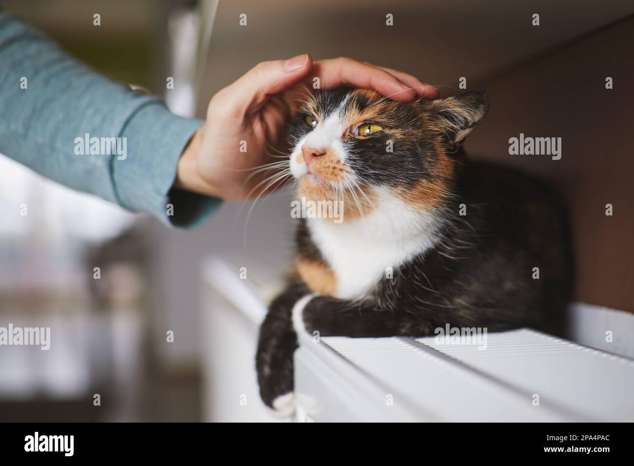 Die Hand des Haustierbesitzers streichelte die niedliche Katze, die zu Hause auf der Heizung lag Stockfoto