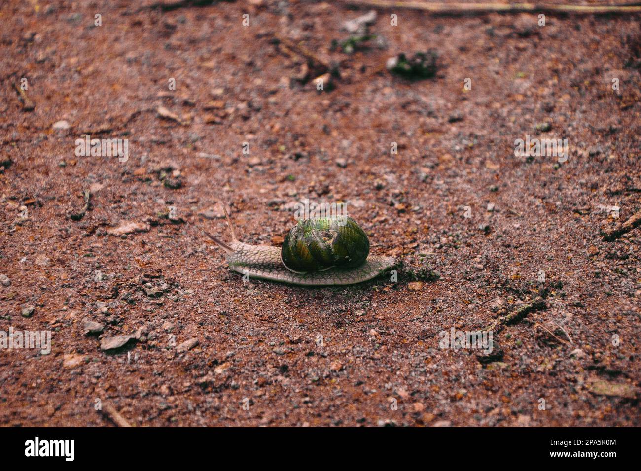 Makro-ansicht des gemeinsamen Braun Garten Schnecke (Cornu aspersum), ist eine Pflanzenart aus der Gattung der land Schnecke. Eine terrestrische Lungenschnecken aus der Familie Hel Stockfoto