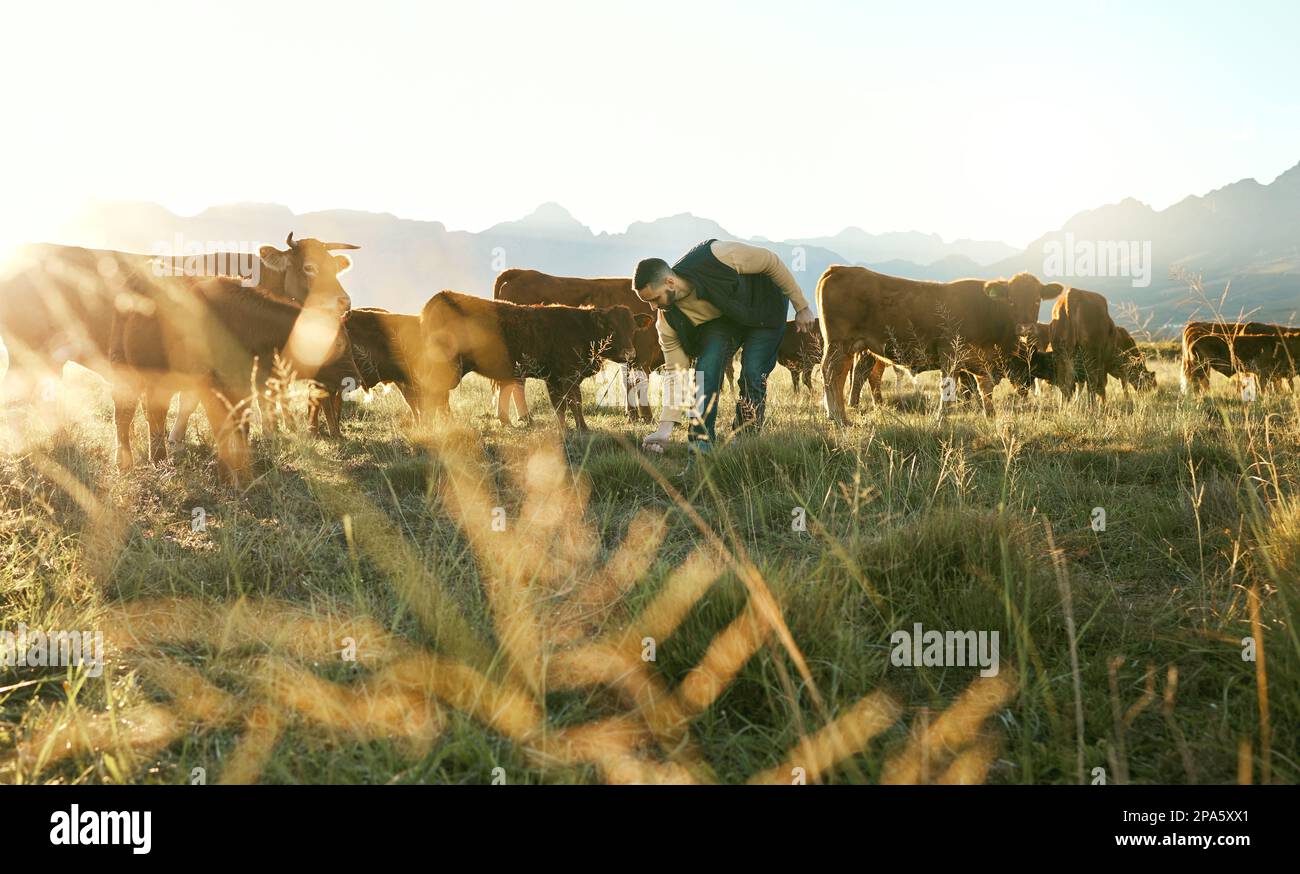 Landwirtschaft, Landwirtschaft und Mensch auf Bauernhof mit Rindern oder Vieh auf dem Feld für Tagebuch, Milch oder Rindfleisch. Nachhaltigkeit, Landwirtschaft und männliche Landwirte mit Kühen Stockfoto