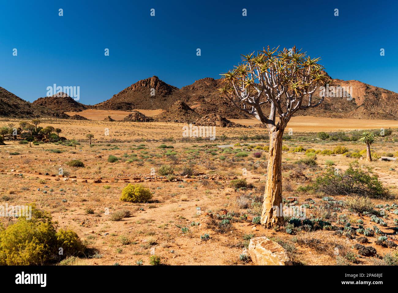 Ein einheimischer Quiver Tree, Kokerboom, (Aloe Dichotoma), der allein in einer typischen trockenen, breiten afrikanischen Landschaft in Südafrika in der Nähe von Springbok steht. Stockfoto