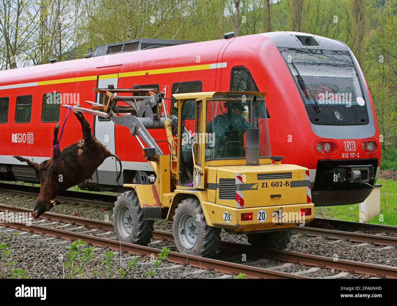 Wqar Rind Ein Baufahrzeug transportiert am Dienstag, 29. April 2008, in Illmenau ...