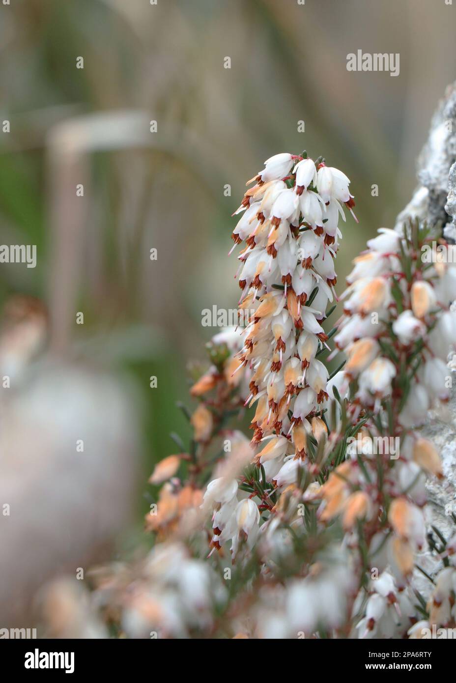 Weiße Erica Carnea oder Darlayensis Sorten. Erica Carnea Springwood White Stockfoto